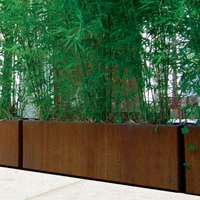 Bambú jardinera
